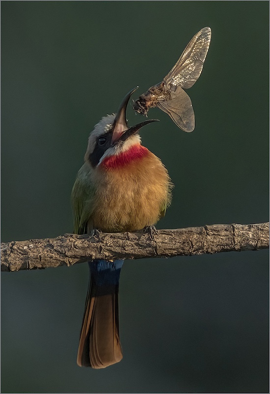 Amber Camera Club - Shirley  Swingler - Bee Eater Catch