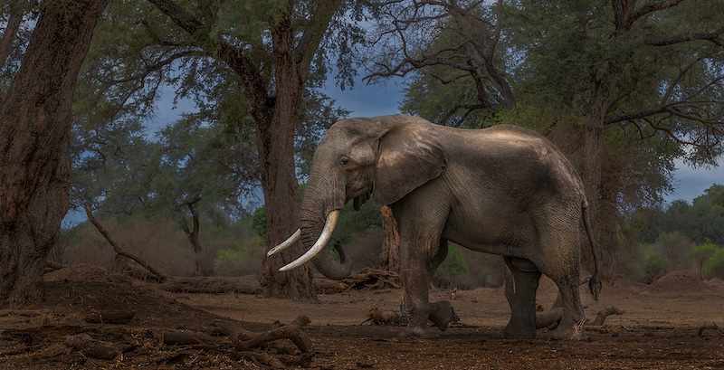 Bethal Fotografie Klub - Jannes Drotsky - Koning van die bos