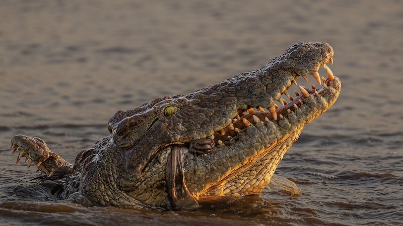 Bosveld Fotografie Klub - Hennie Louw - Feeding Crocs