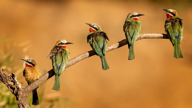 Brandpuntfotoklub - Jan Roos - Sunbathing