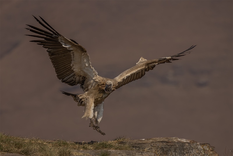 Edenvale Photographic Club - Ettienne van Niekerk - White-backed Vulture A