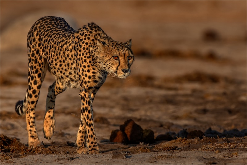 Ermelo Fotoklub - Rosa van Schalkwyk - Cheetah on a mission