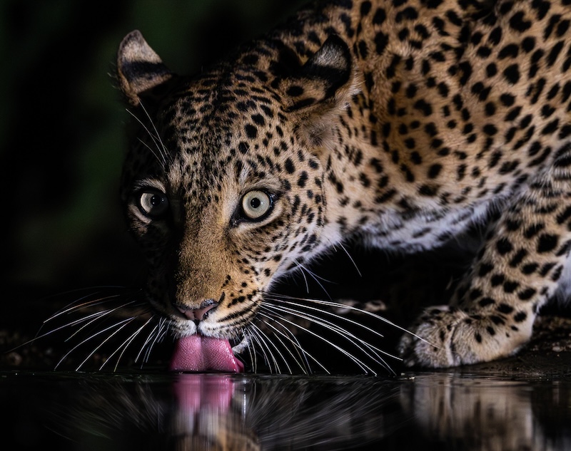 Hermanus Photographic Society - Judes Armstrong - The Pink Tongued Panther