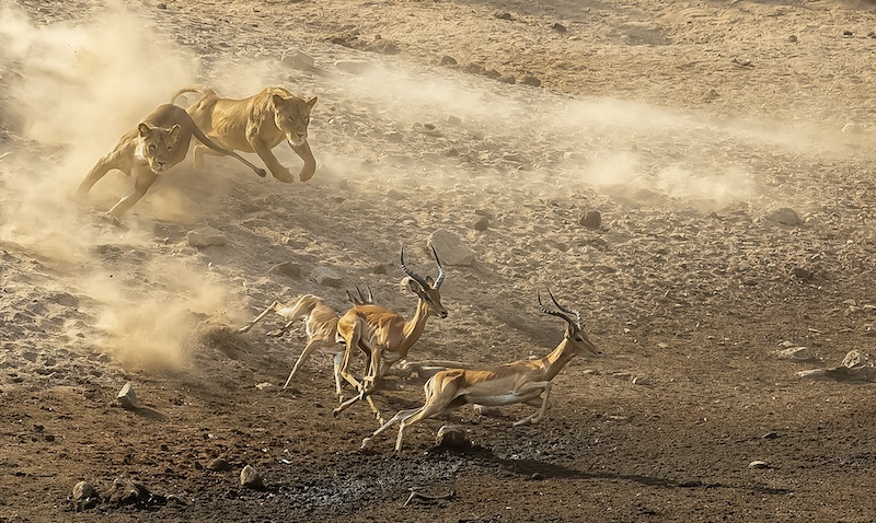 Knysna Photographic Society - Claudette Gericke - The Chase