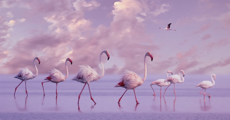 Knysna Photographic Society - Luana Laubscher - One Flew Over