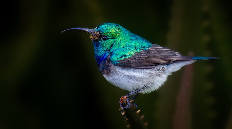 Kowie Camera Club - Herman Groenewald - White bellied sunbird