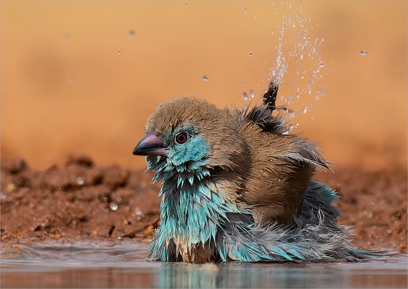 Kriel Foto Club - Eric Bosman - Blue Waxbill bathing