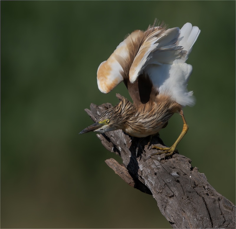 Kriel Foto Club - Eric Bosman - Ready to go