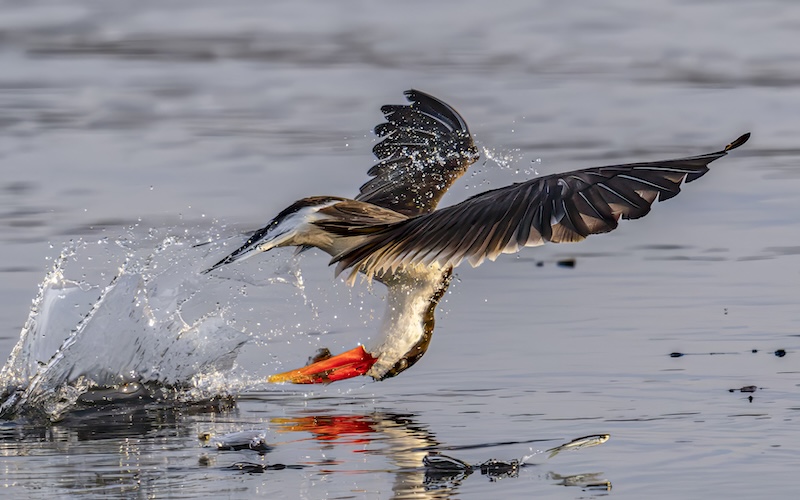 Magalies Foto Fun Club - Mariette Goosen - Grab a Fishy