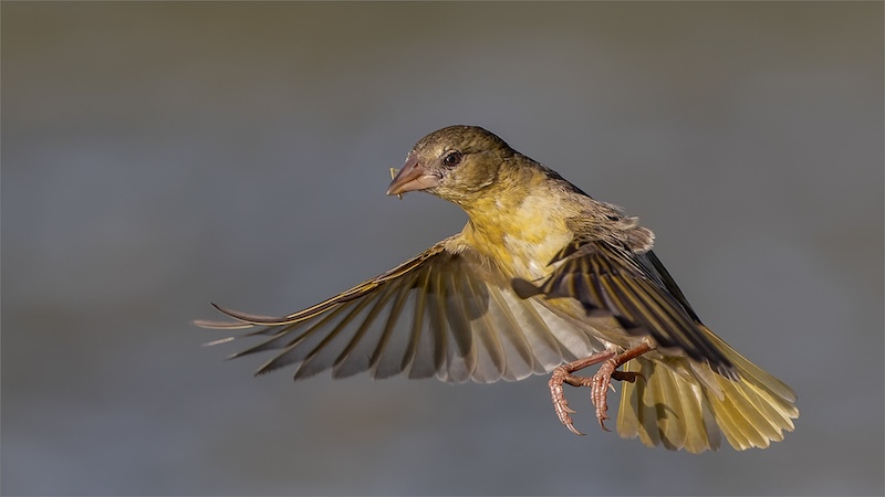 Midlens Fotoklub - Johan Frost - Female Masked Weaver