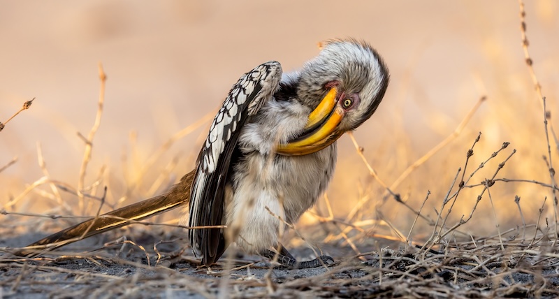Princes Grant Camera Club - Sharlene Cathro - Yellow billed preening