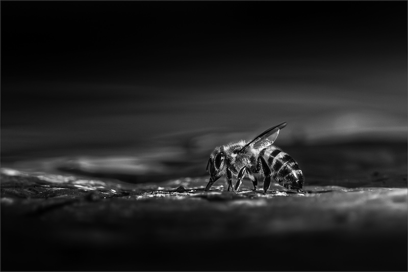 SAVAS - Charlene Naude - Thirsty Bee Edit