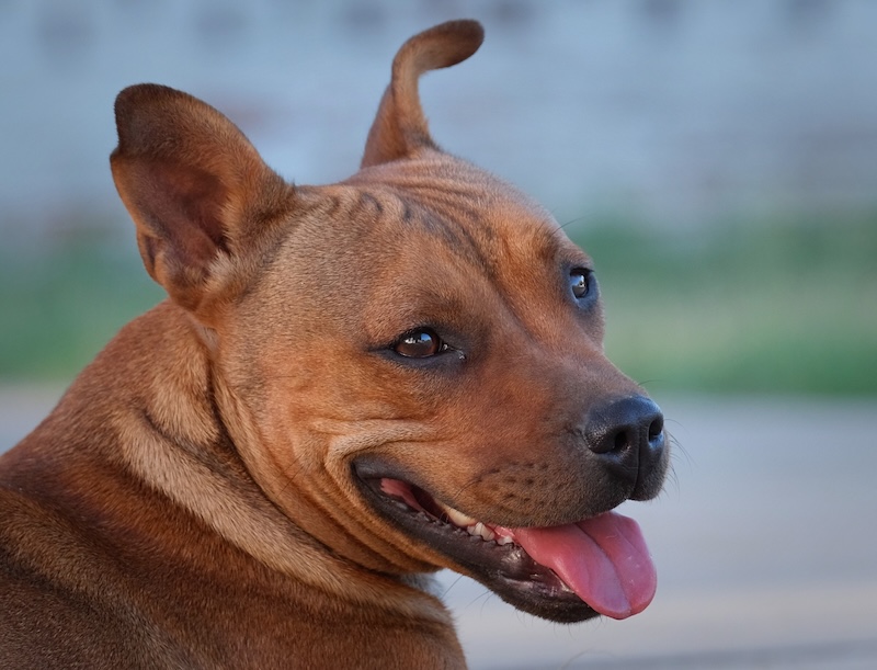 SAVAS - Stuart Collen - Happy dog