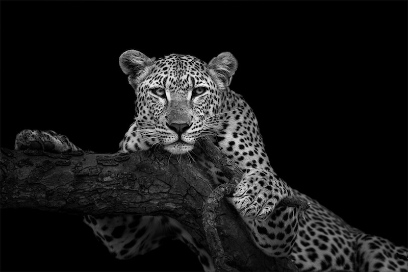 Sandton Photographic Society - Mariana Kruger - Leopard in Maroela Tree