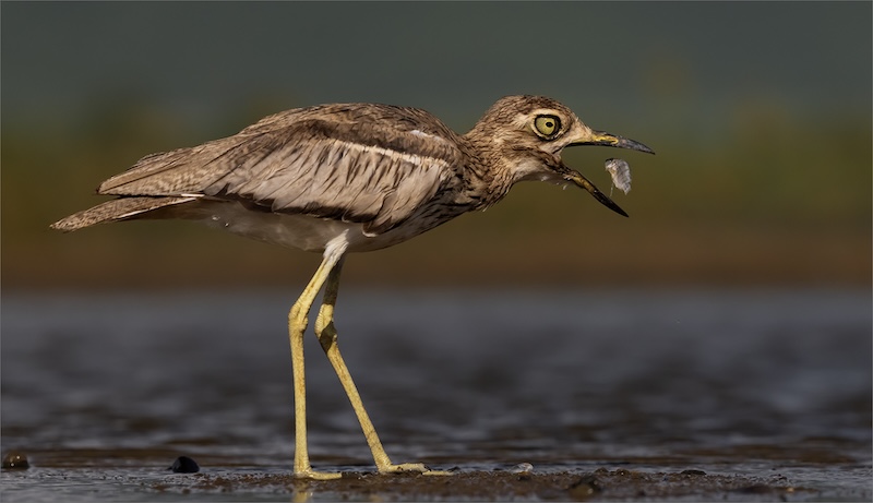 Springs Photographic Club - Rodney  Cory  - Mixed Emotions