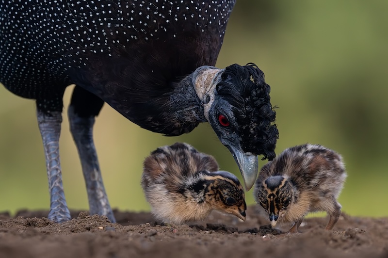Vanderbijlpark Fotografiese Vereniging - Chanel Enslin - crested guineafowl with chicks