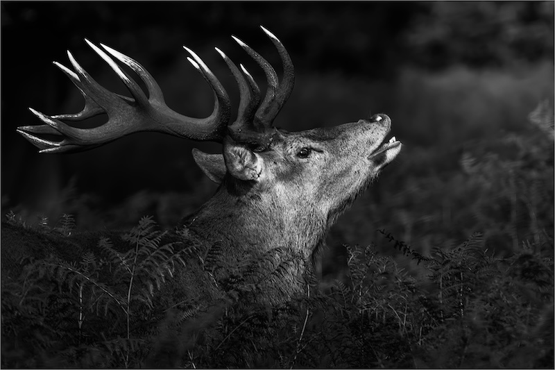 Westville Camera Club - Jill Ferraz - Showing off