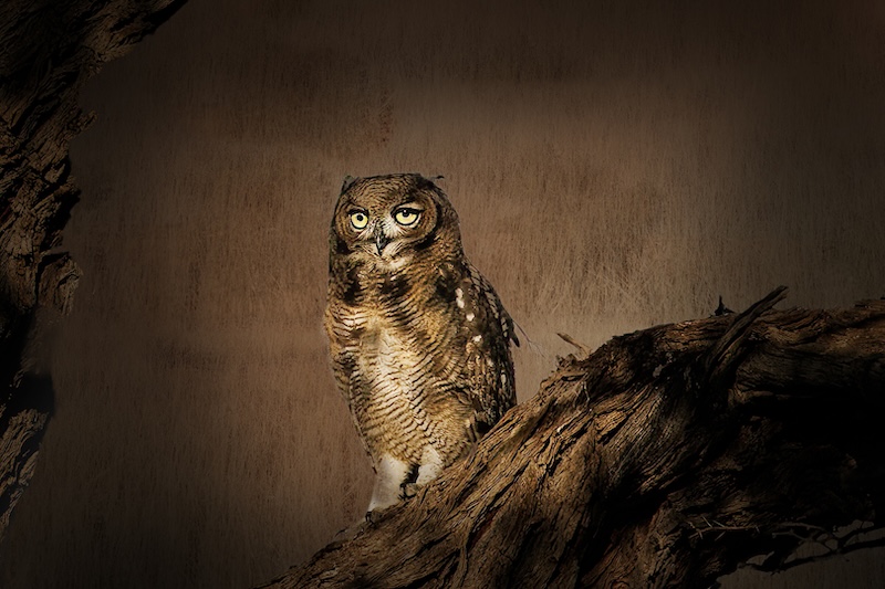 Witzenberg Photographic Society - Mariana Visser - uil op tak