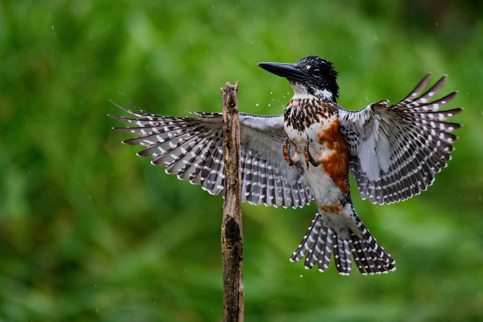 Adriaan Theron - Magalies Foto Fun Club - Giant Landing.