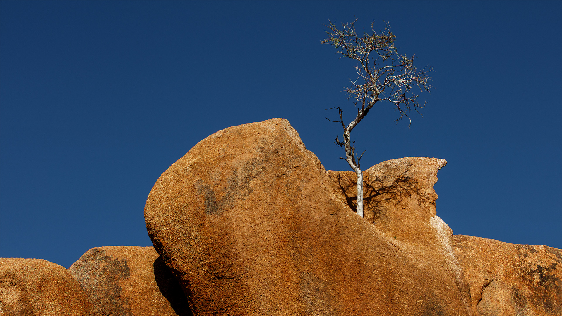 Anette Reimers - Port Elizabeth Camera Club - Reaching for the Sky