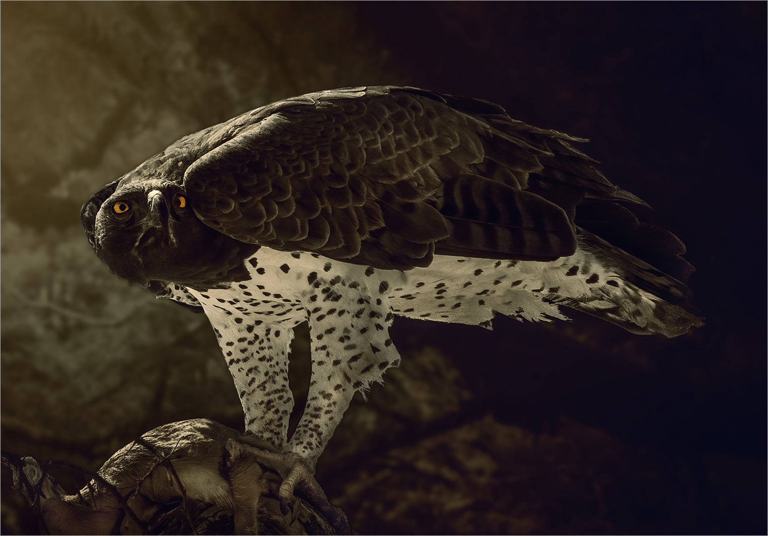 Bridgid Wickham - Highway Camera Club - Leering Martial