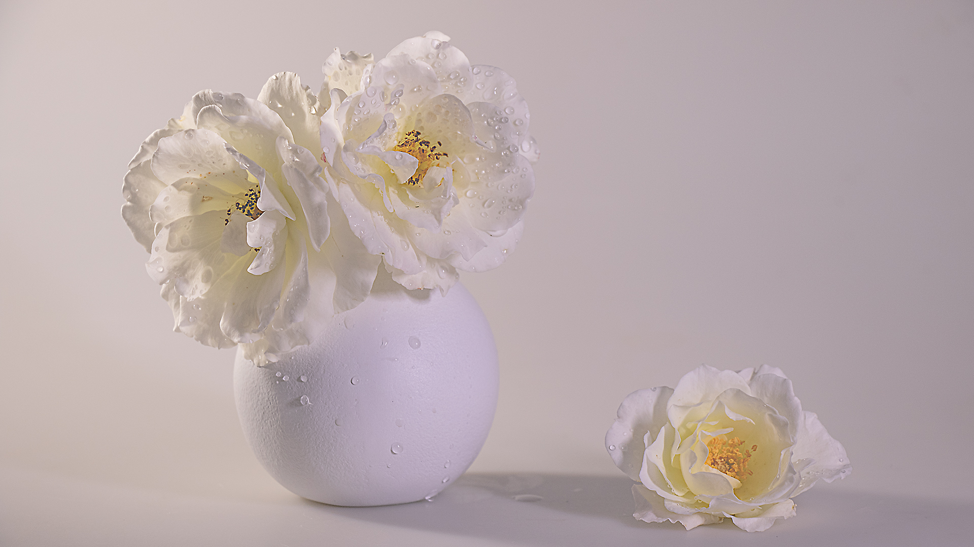 Carol Phillips - Knysna Photographic Society - roses in high key