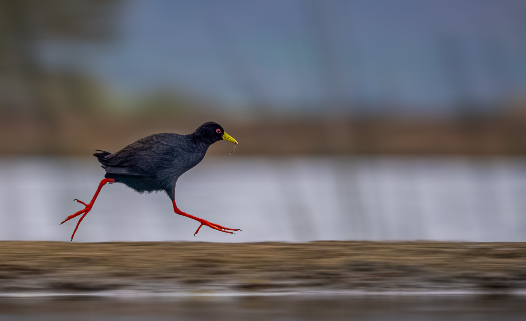 Dave Wickham - Highway Camera Club - Running Like the Wind