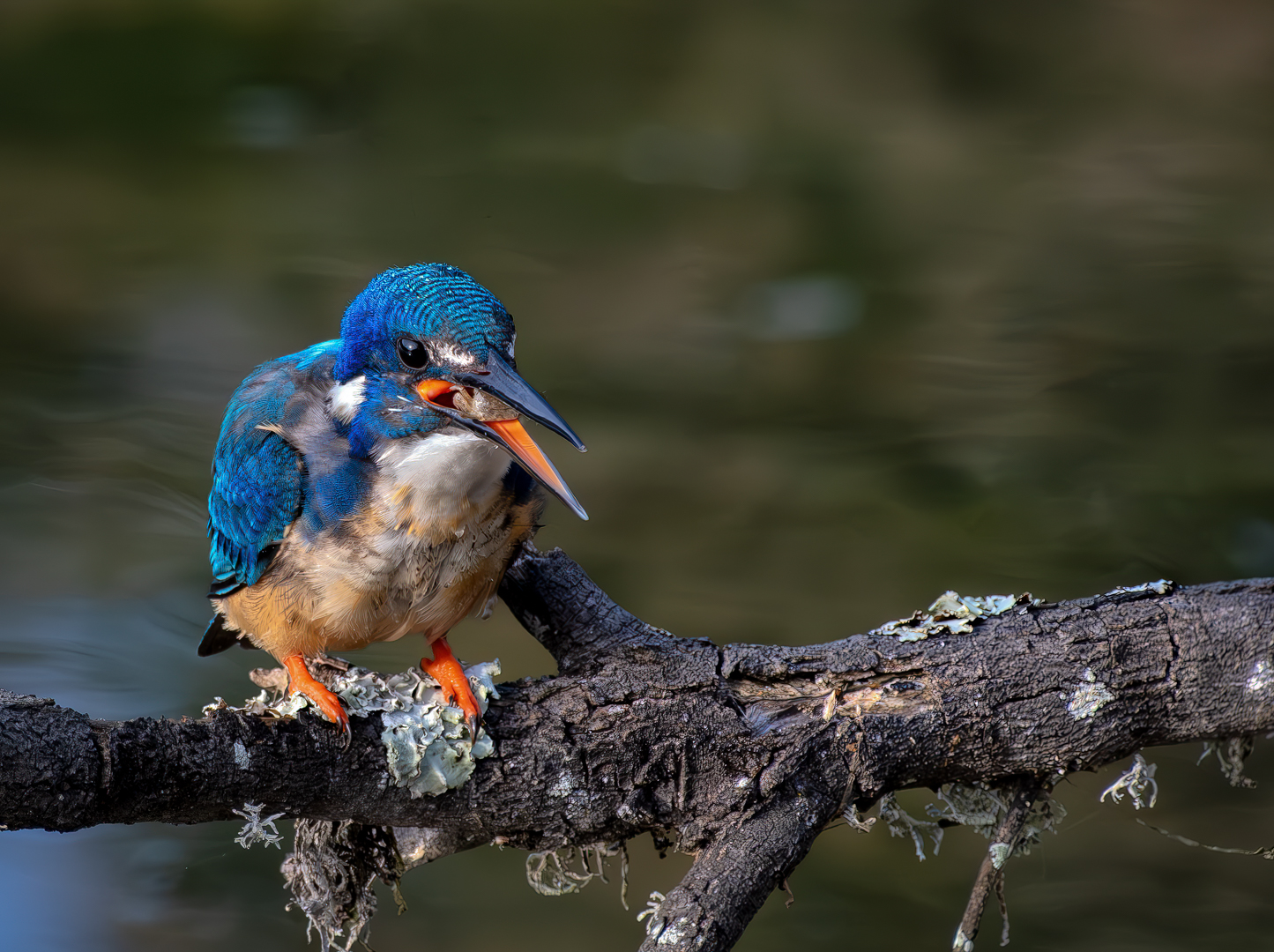 Eileen  Covarr - Knysna Photographic Society - Goodbye crab