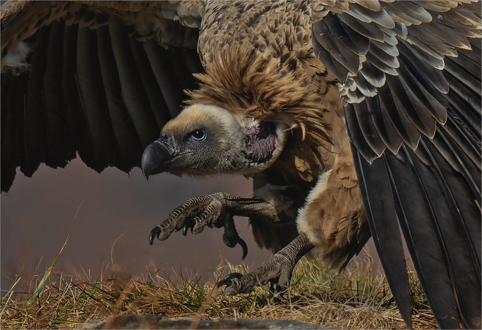 Eric Bosman - Kriel Foto Club - Close up Cape Vulture