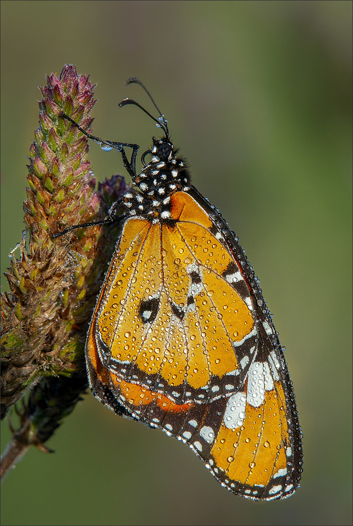Haig Fourie - Vanderbijlpark Fotografiese Vereniging - Druppels op Skoenlapper