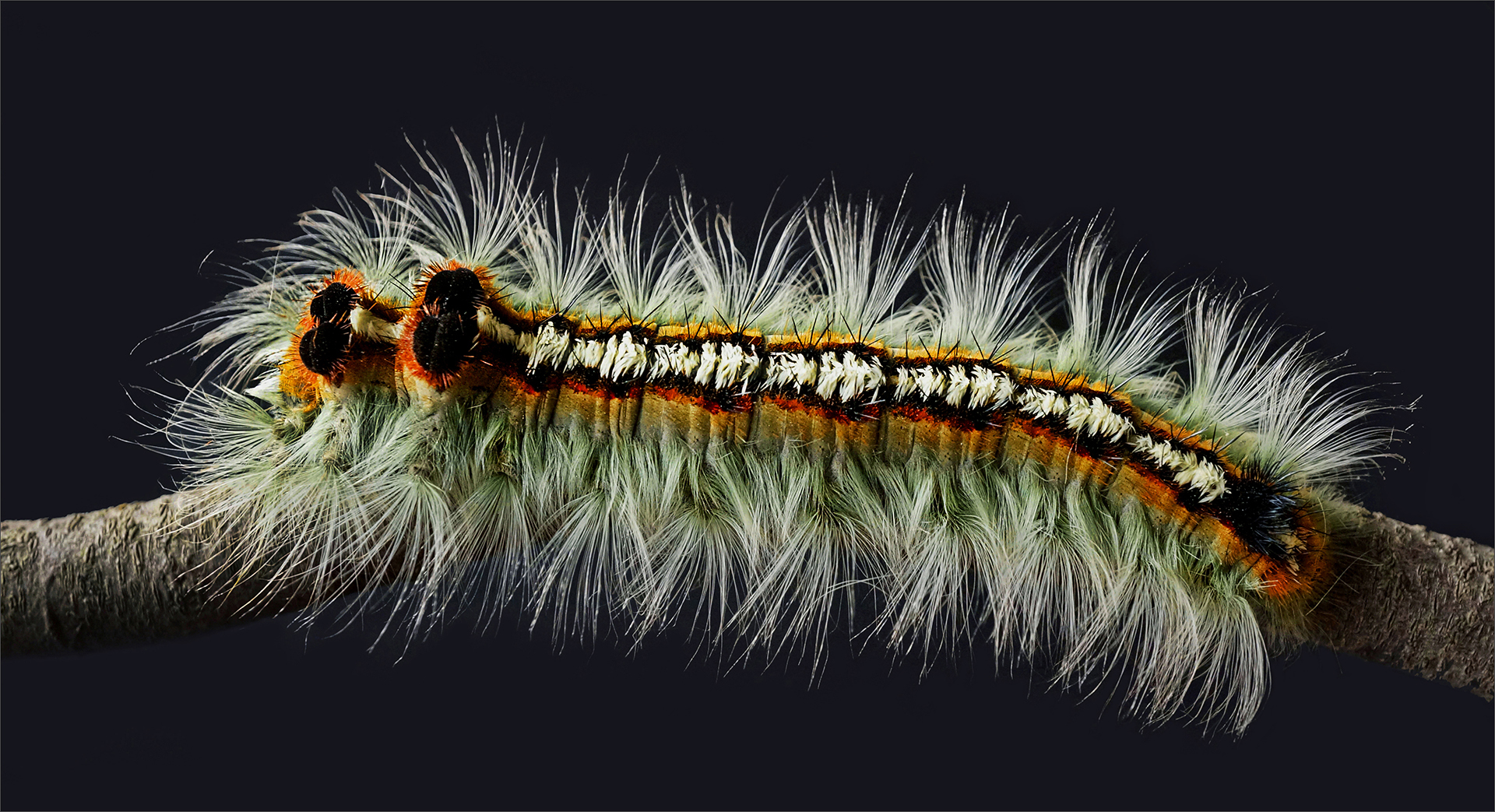 Leon Pelser - Sasol Highveld Photography Club - caterpillar on branch