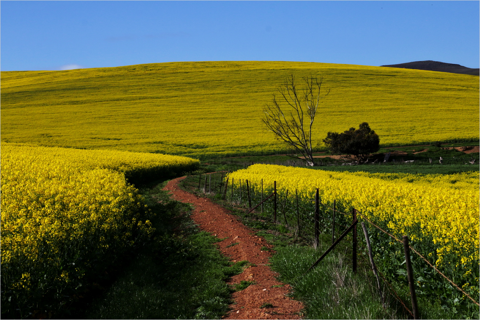 Louise De Lange - Witzenberg Photographic Society - Canola path