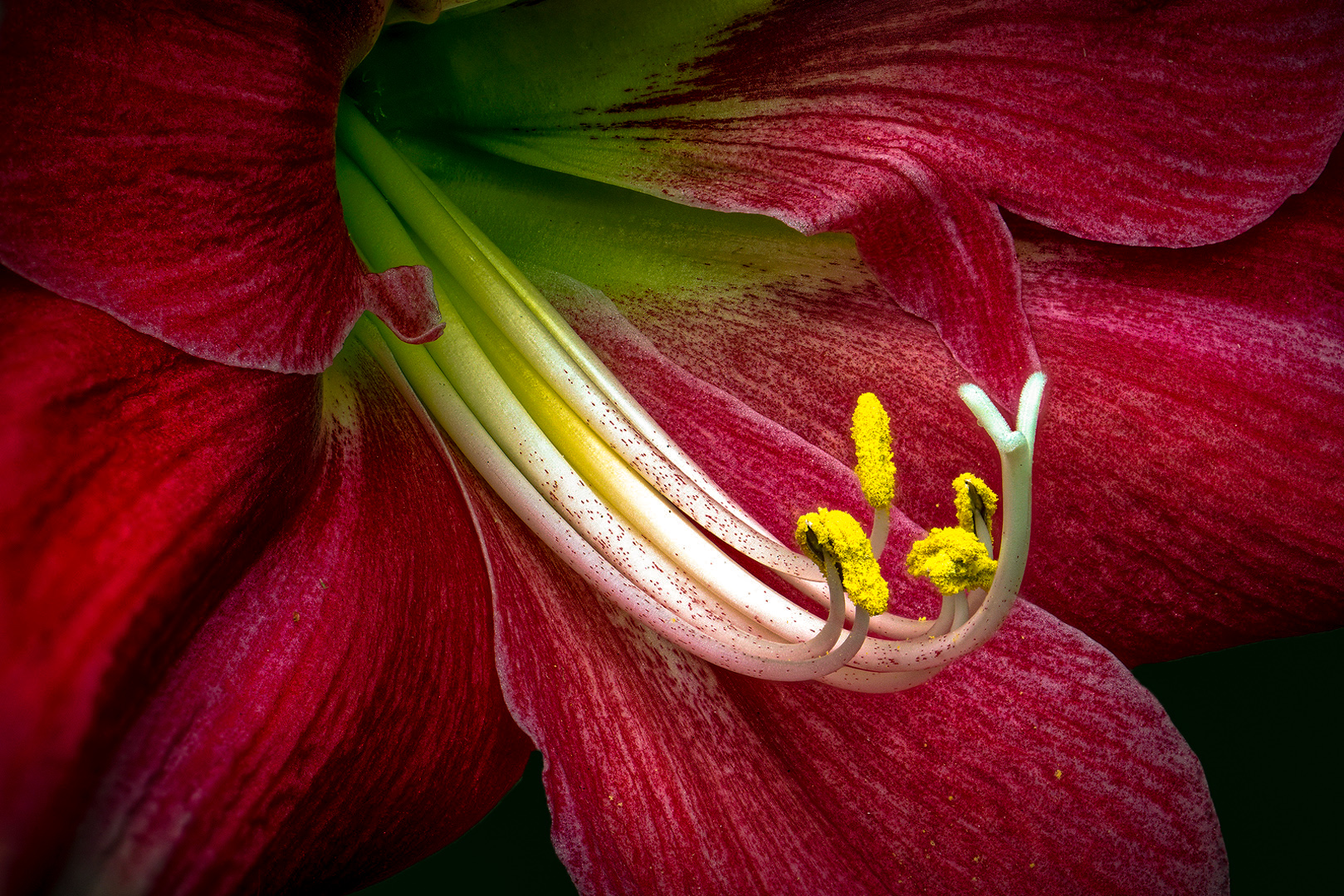 Peter Oosthuizen - Knysna Photographic Society - Amaryllis stamens