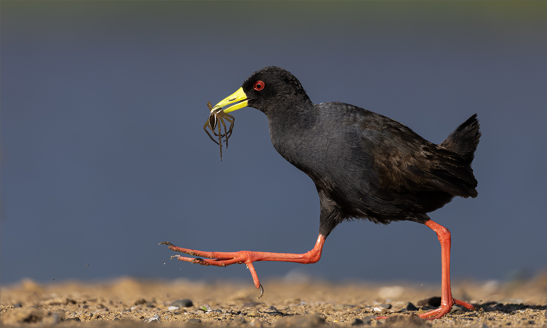 Rodney  Cory - Southern Suburbs Camera Club - Morning Harvest A