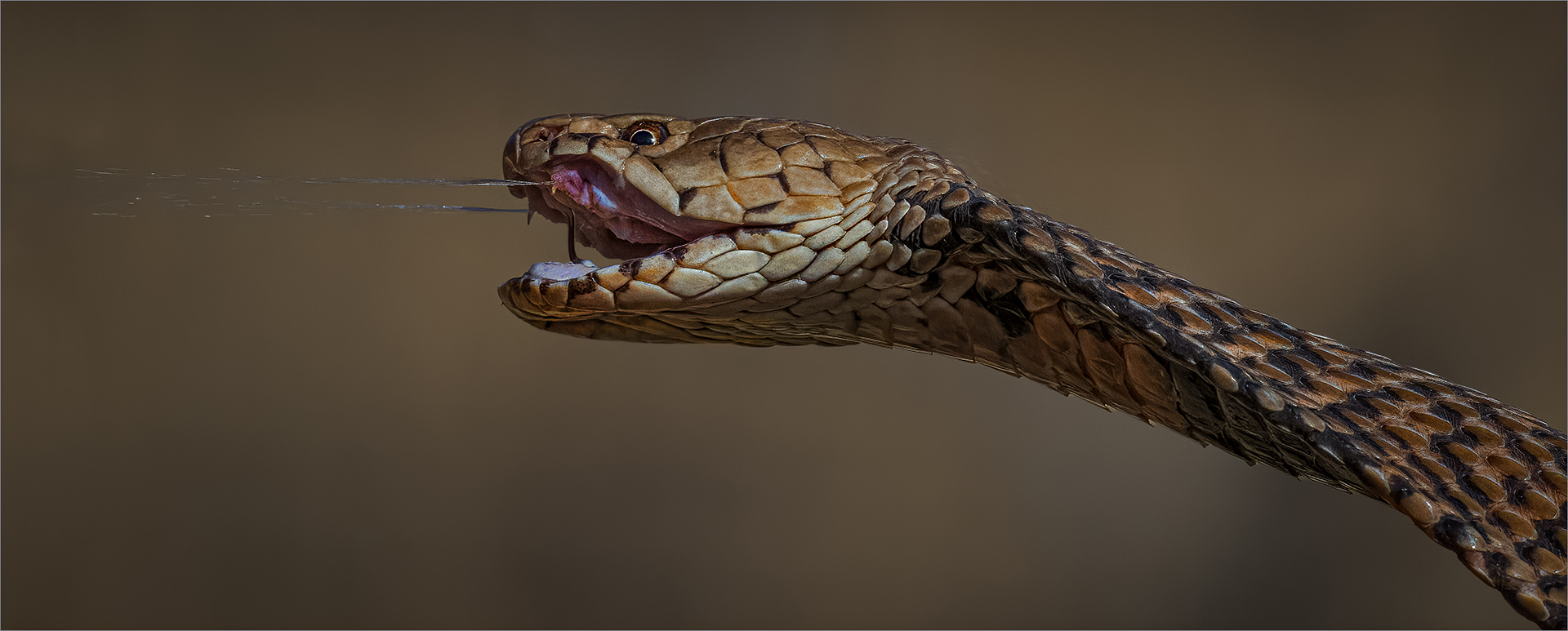 Theo Van Der Merwe - Boksburg Camera Club - Spitting mad