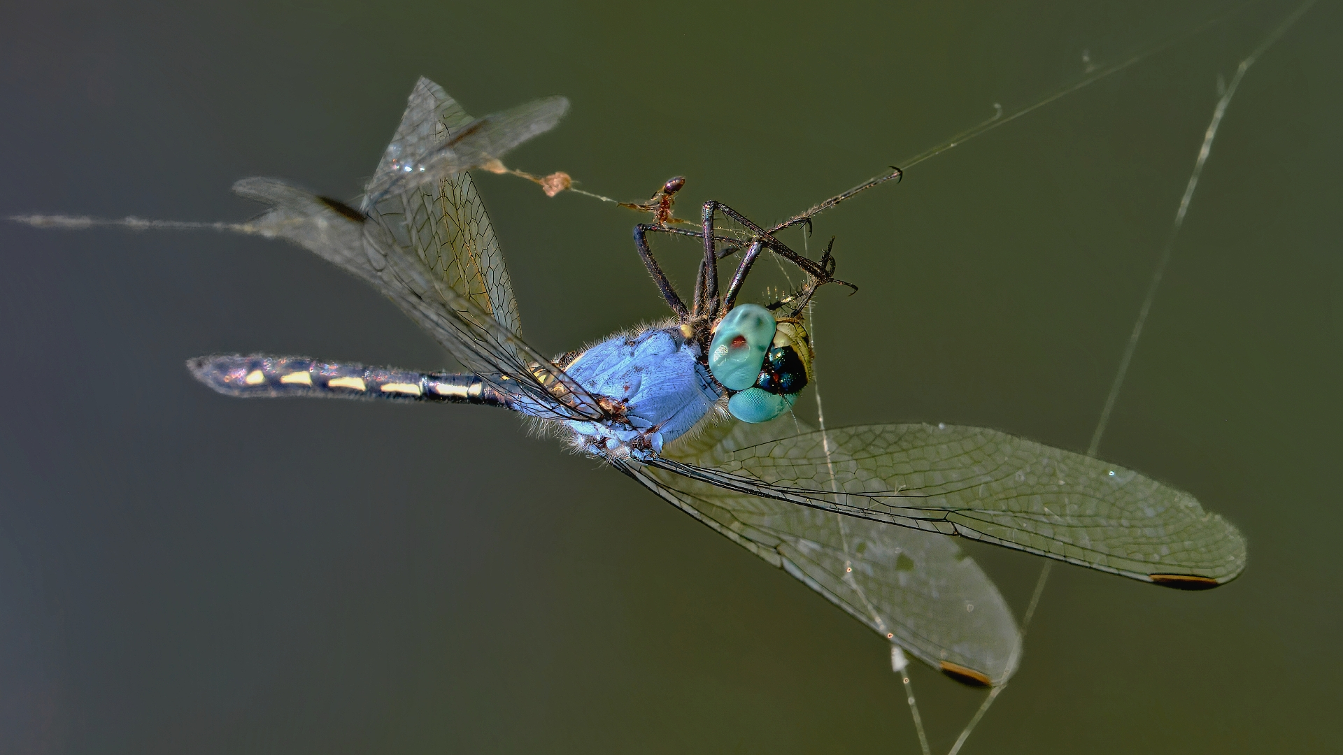 Tian Olivier - Princes Grant Camera Club - Trapped Jaunty Dropwing K