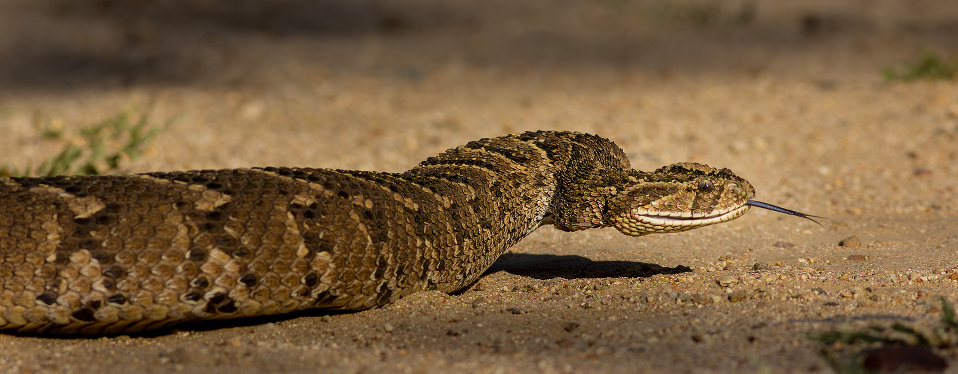 Yafei Yi - Sandton Photographic Society - Tracking Prey