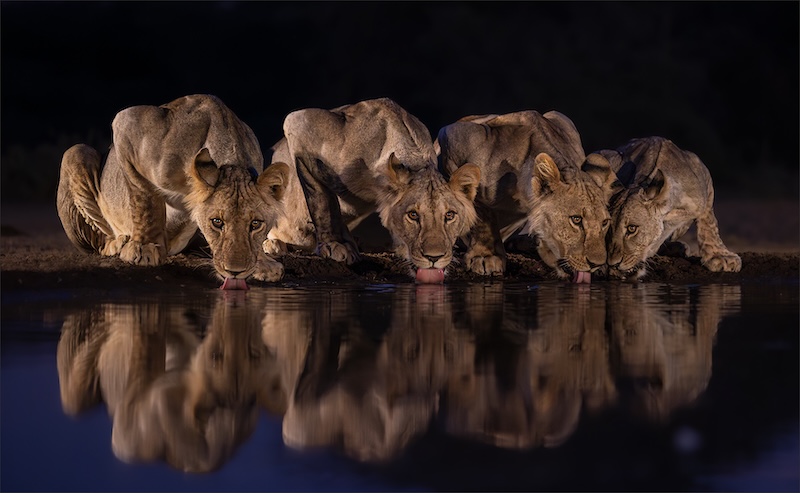 Hibiscus Coast Photographic Society - Nerissa Naidoo - Blue Hour Thirst