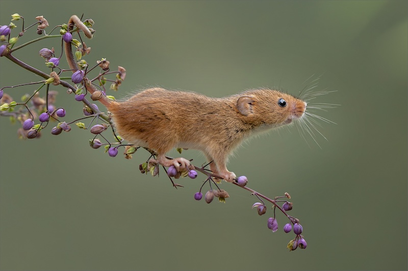 Sandton Photographic Society - Cynthia Uren - portrait of a harvester mouse