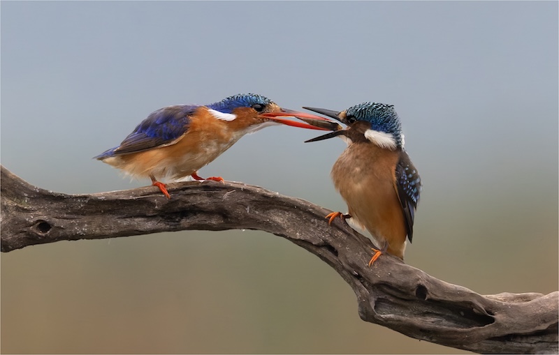 Tafelberg  Fotografieklub - Sonja  Myburg - Take a bite