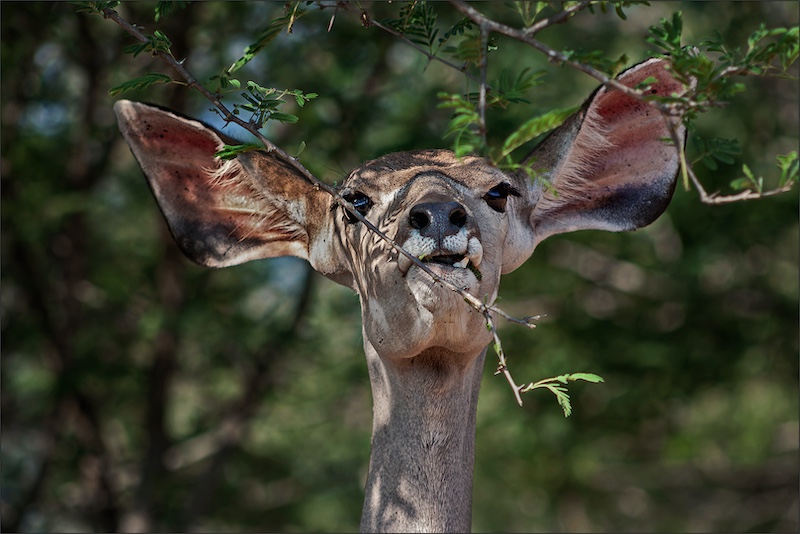 PSSA Bronze Medal-Nature - Colour-Lekker happie-Jenevieve Kruger-Ermelo Fotoklub