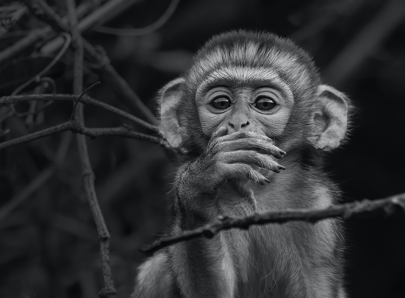 PSSA Bronze Medal-Open Monochrome-Speak no Evil mono 1-Phiane Oosthuizen-HS Linden