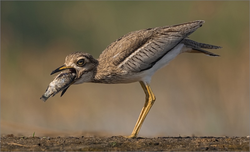 VFV Silver Medal - Nature - Birds Only - COLOUR - Halfway Down - Shirley Swingler - Amber Camera Club