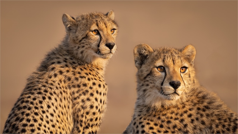 VFV Silver Medal - Open Colour - COLOUR - Twins 5563 HDm - Tokkie Labuschagne  - Magalies Foto Fun Club