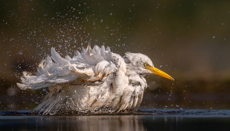 1 PSSA SILver Medal -  Nature - Birds Only - COLOUR - bath time for the egrit - Kathy Kay - Hibiscus Coast Photographic Society