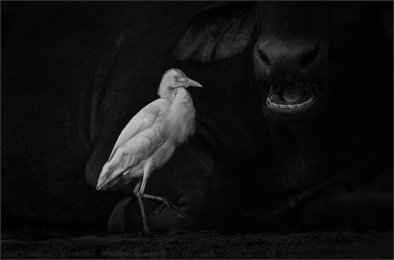 1 PSSA SILver Medal -  Open Monochrome - MONOCHROME - Our Conversation - Nerissa  Naidoo - Hibiscus Coast Photographic Society