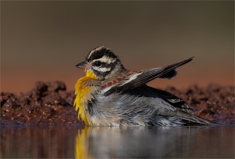 2 PSSA Bronze Medal -  Nature - Birds Only - COLOUR - Golden-breasted Bunting at the waterhole - Eric Bosman - Kriel Foto Club
