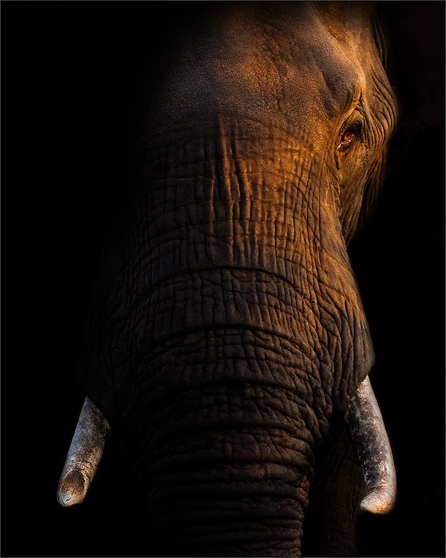 2 PSSA Bronze Medal -  Open Colour - COLOUR - Giant in the Shadows - David Knox-Whitehead - Hillcrest Camera Club