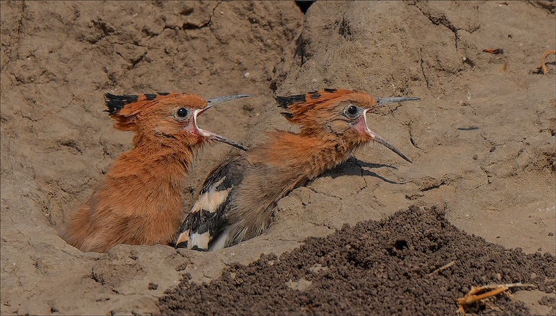3 Bethal Club -  Nature - Birds Only - COLOUR - Kom Ma - Wilma Drotsky - Bethal Fotografie Klub