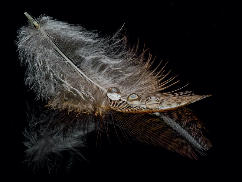 Club Medal - Open Colour Colour - Hope Is A Feather - Olga Collet-Serret - Bosveld Fotografieklub